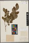 Foto von Salix silesiaca Willd.